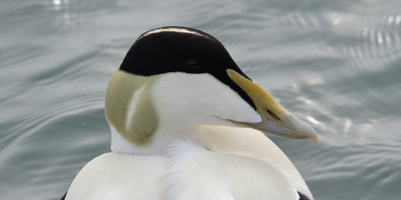 eidereend man Herman Postma