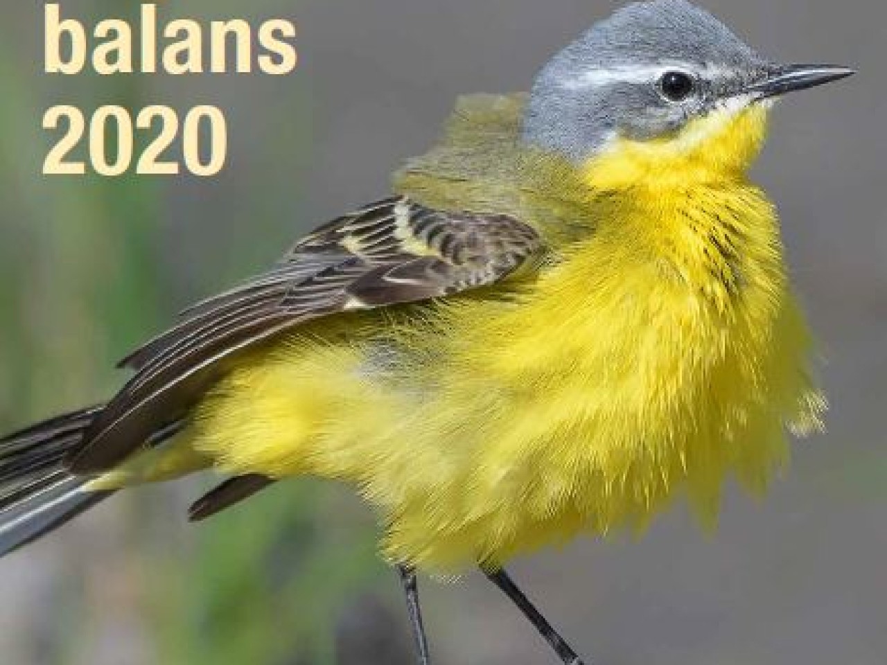 voorblad boerenlandvogelbalans (foto: Jappie Seinstra)