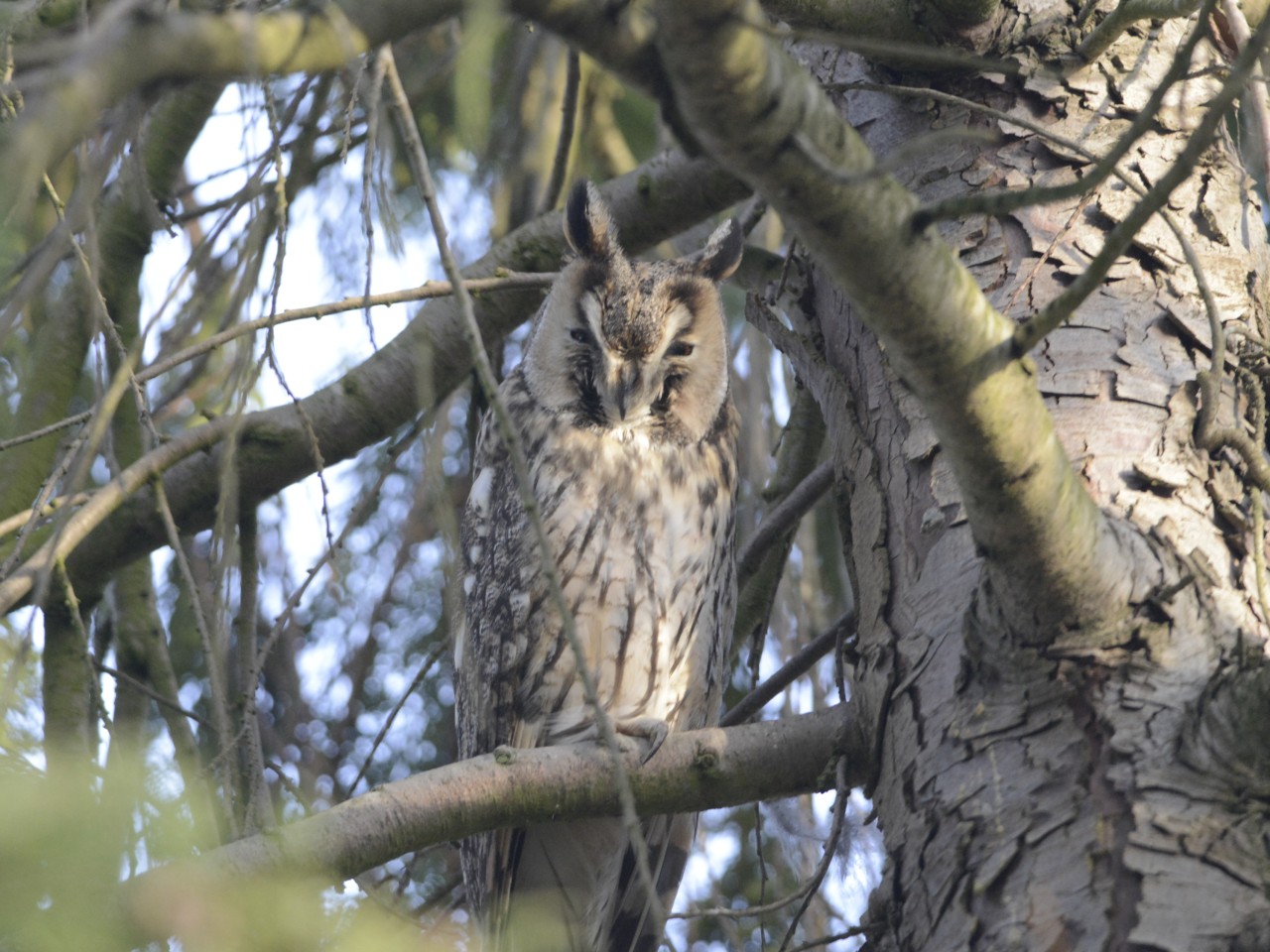 ransuil, foto Herman Postma