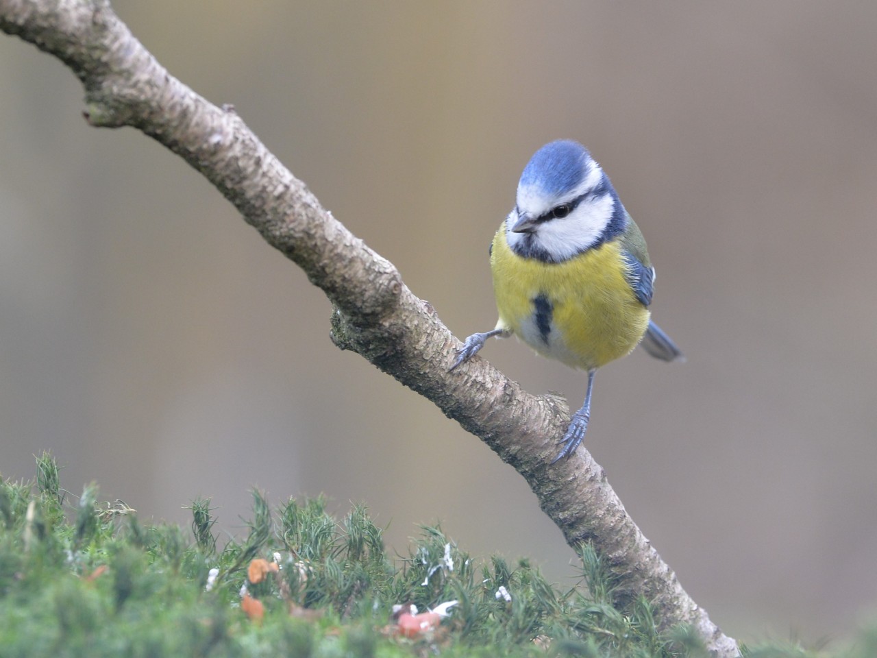 pimpelmees, Herman Postma