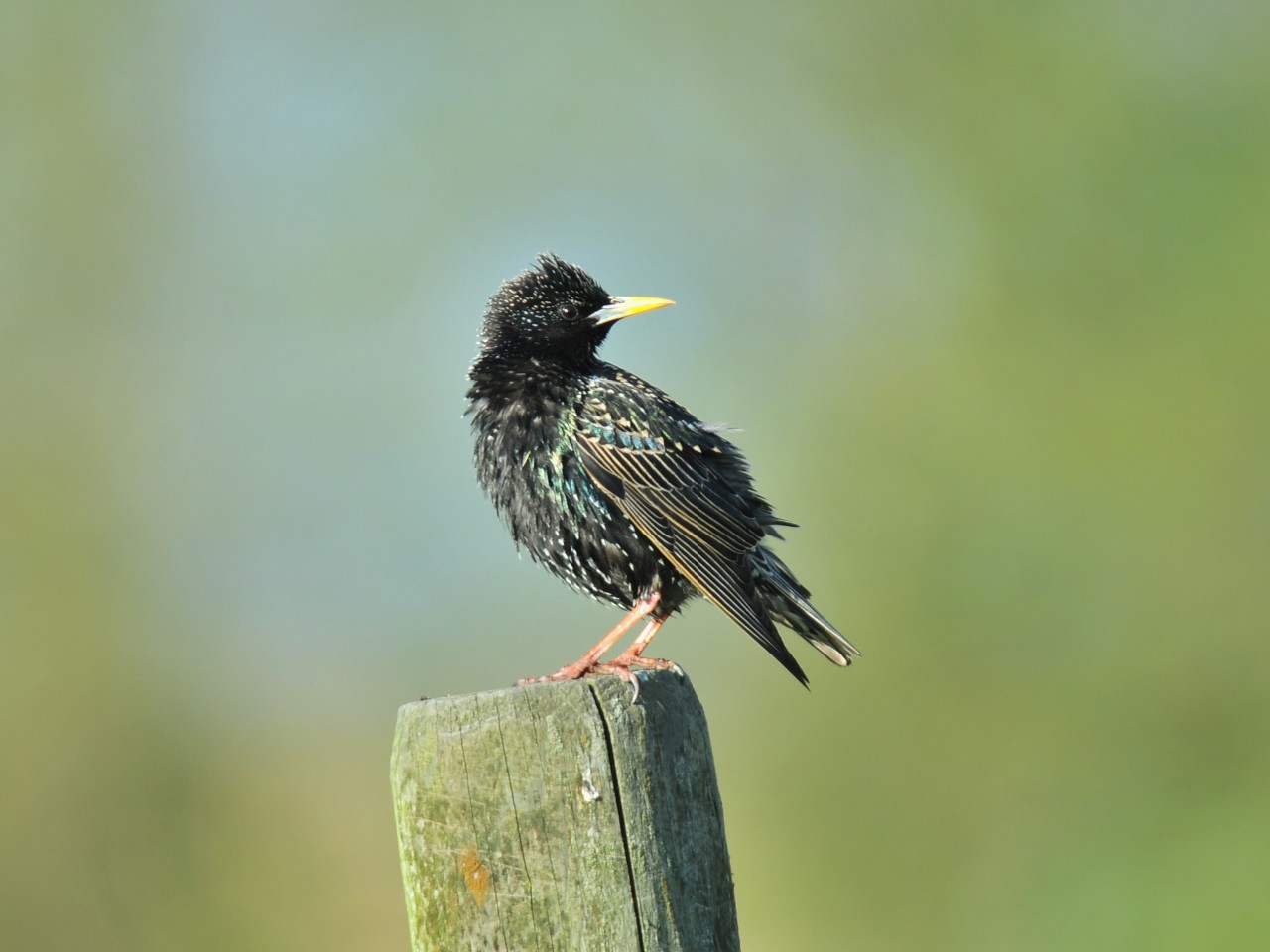 spreeuw - wiebe palstra