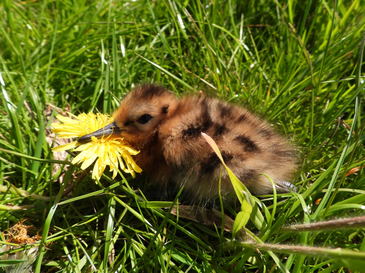 gruttokuiken - wieke marije bakker