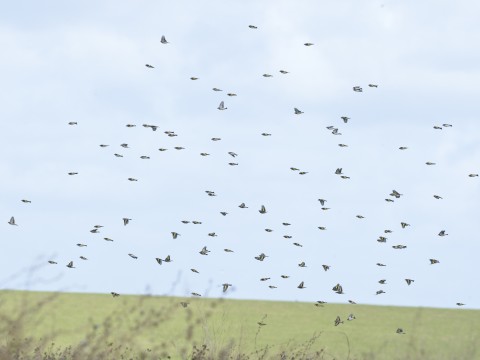 Gallery thumbnail